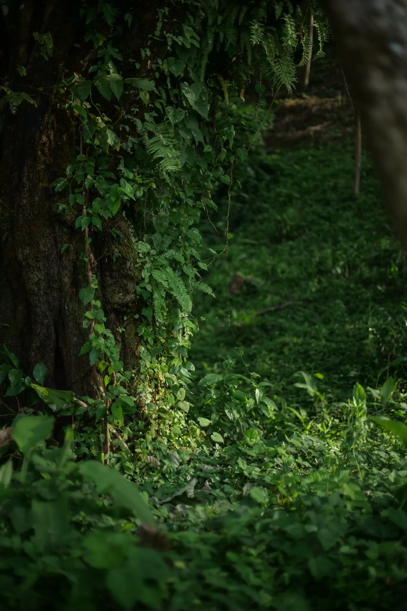 Iris Studio team behind the scenes - cinematographer setting up camera equipment in golden hour light